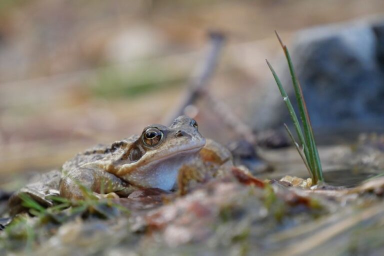 Kreative froschbilder: inspirierende ideen und tipps für einzigartige aufnahmen
