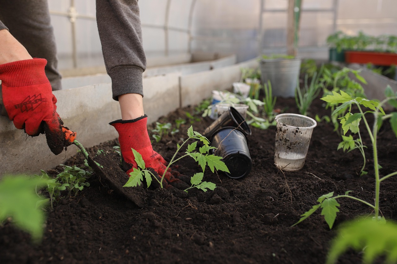 Natürlicher Gartenteich mit blühenden Seerosen. Natürlicher Gartenteich mit blühenden Seerosen.