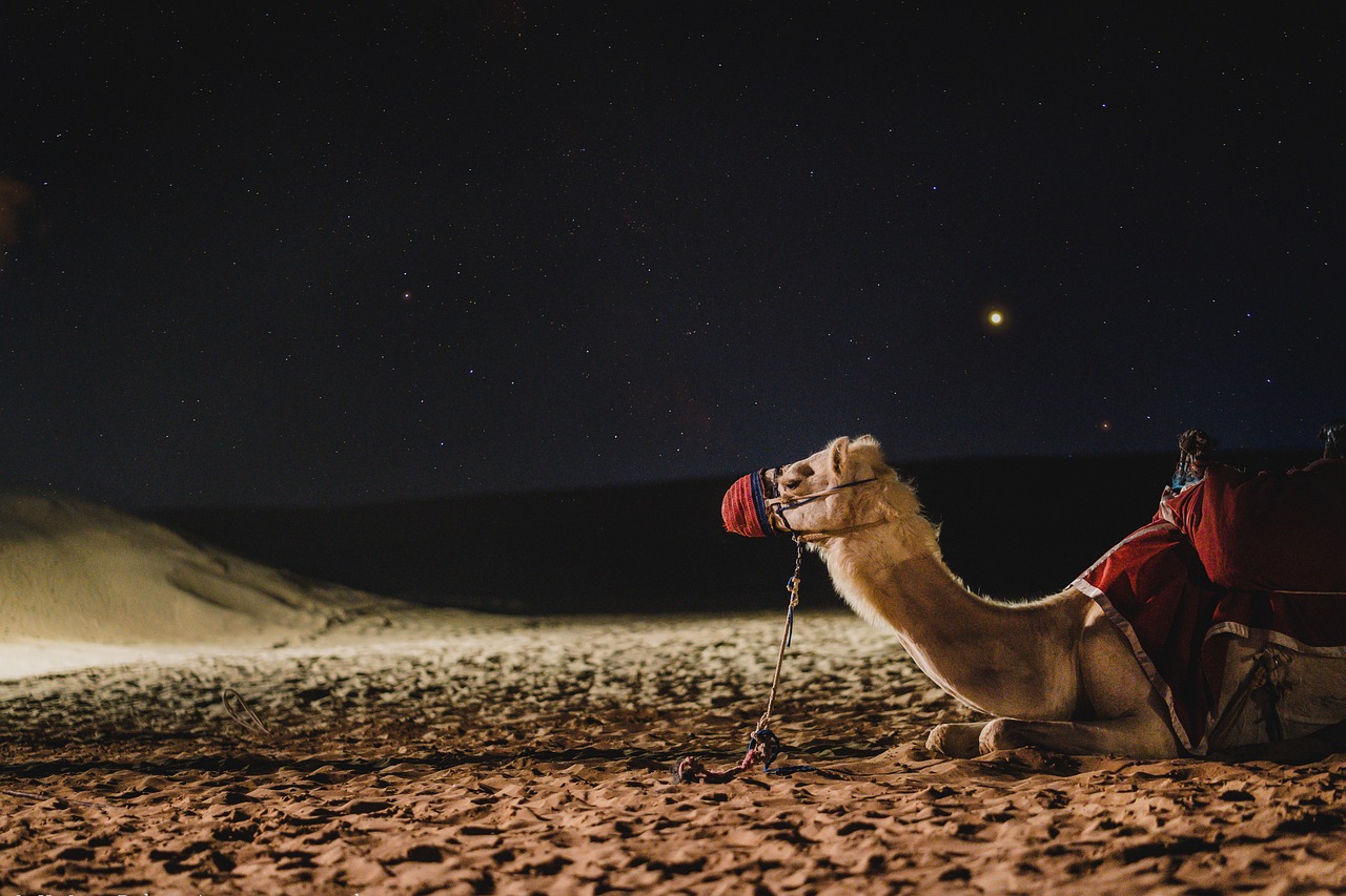 Zwei Kamele liegen im Sand der Sahara.